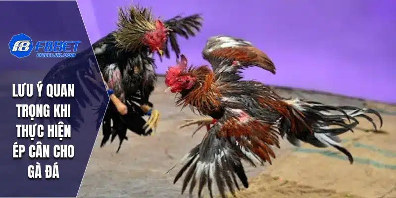 Lưu ý quan trọng khi thực hiện ép cân cho gà đá