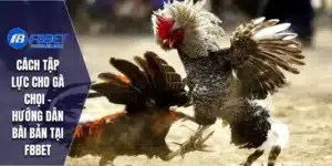 Cách Tập Lực Cho Gà Chọi