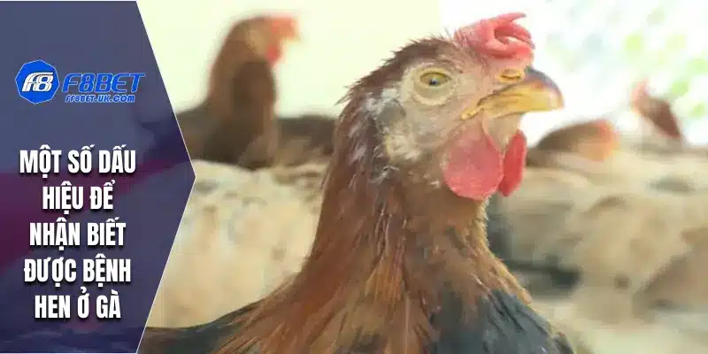 Một số dấu hiệu để nhận biết được bệnh hen ở gà