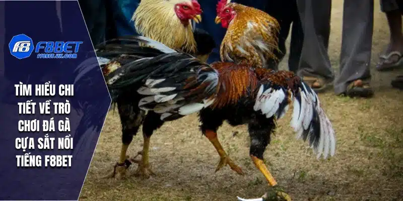 đá gà cựa sắt