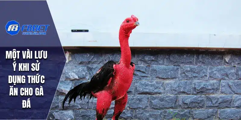 Một vài lưu ý khi sử dụng thức ăn cho gà đá