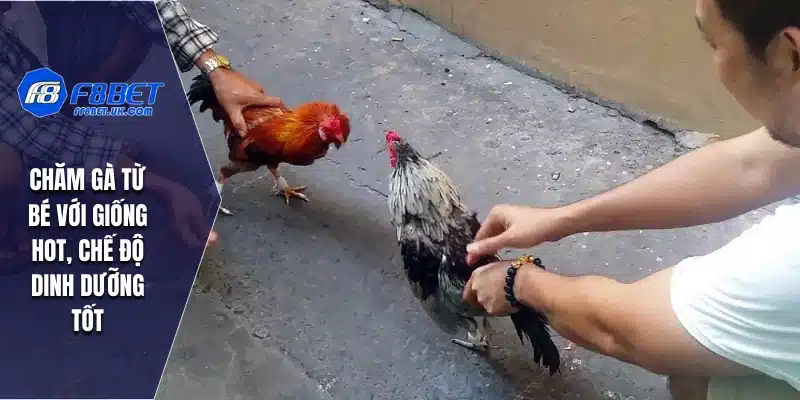 Chăm gà từ bé với giống hot, chế độ dinh dưỡng tốt